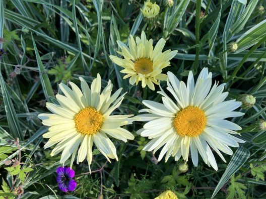 Shasta Daisies growing in the Soest Garden at the Center for Urban Horticulture