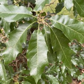 Quercus graciliformis foliage