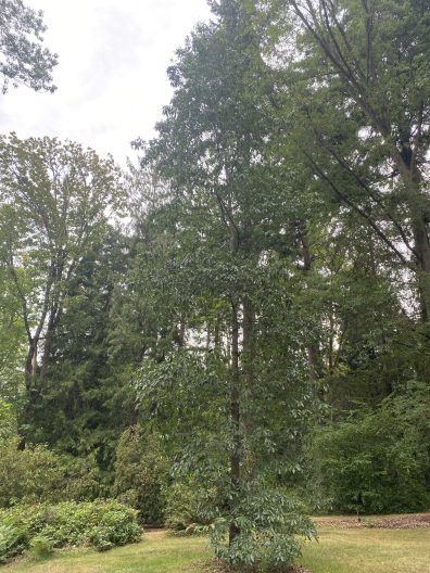 Full image of Slender Oak, Quercus graciliformis in the Washington Park Arboretum
