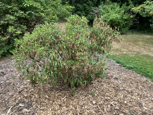 Carpentaria shrub at the Arboretum