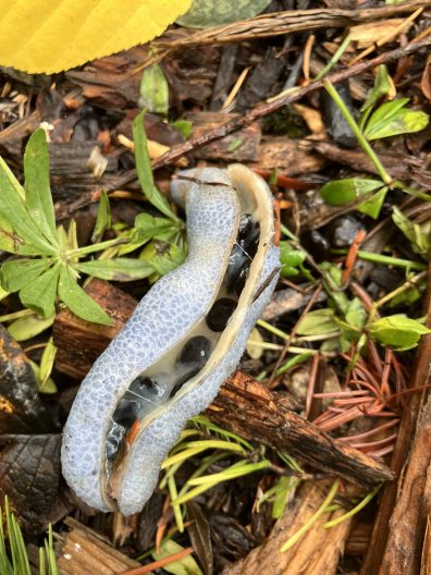 Decaisnea insignis fruit split open on the ground, showing black seeds inside