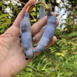 Decaisnea insignis fruits hanging from the shrub