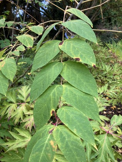 Foliage of Decaisnea insignis