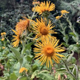 Inula magnifica blooming