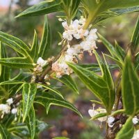 Osmanthus heterophyllus flowers