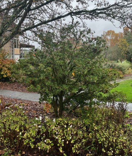 Osmanthus heterophyllus shrub, full size