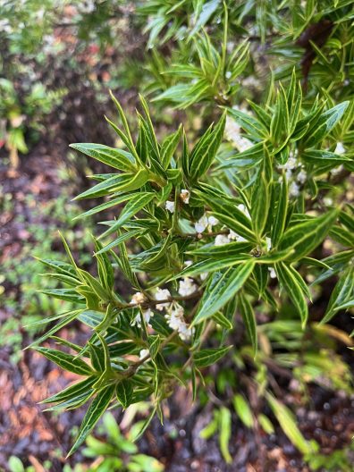 Osmanthus heterophyllus, foliage close-up
