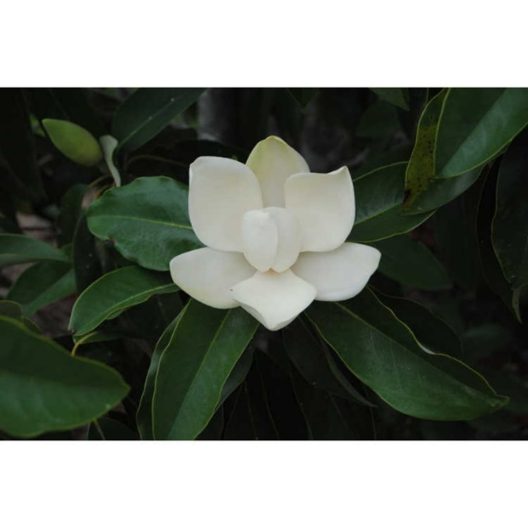 Magnolia tamaulipana flower