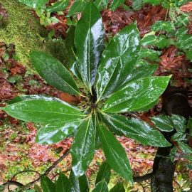 Magnolia tamaulipana foliage