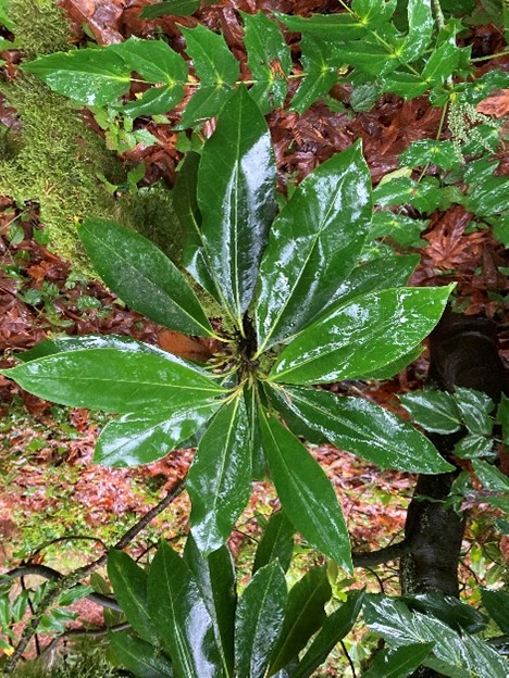 Magnolia tamaulipana foliage