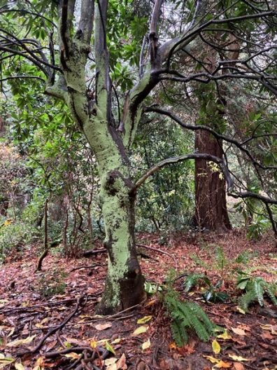 Trunk and form of a Magnolia tamaulipana growing at the Washington Park Arboretum