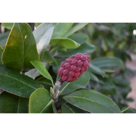 Magnolia tamaulipana fruit