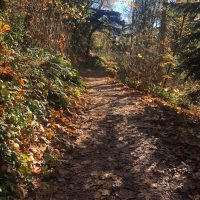 Pacific Connections compacted dirt