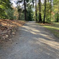Pinetum trail loop, compacted gravel