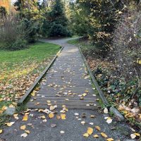 Pinetum trail loop, short wooden bridge/boardwalk