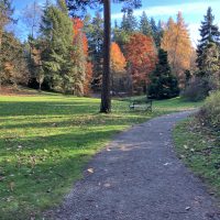 Pinetum trail loop, compacted gravel