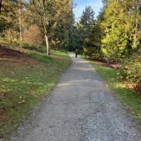 Pinetum trail loop, compacted gravel