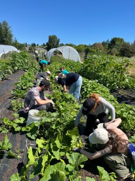 Group of volunteers weeding squash together at the UW Farm