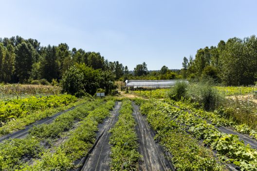 UW Farm rows of plants