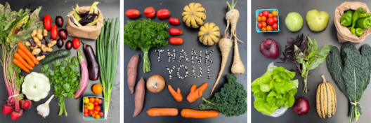 three UW Farm CSA (Community Supported Agriculture) boxes featuring the weekly vegetables such as carrots, squash, tomatoes, lettuce, kale, and garlic.
