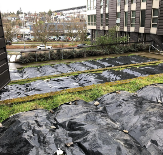 The UW Farm's Mercer Court beds covered with black silage tarps, to stop cover crop growth and prepare beds for Spring.