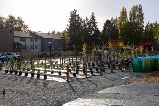 Trees lined up at Seattle tree nursery