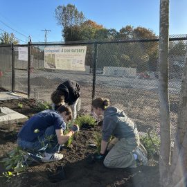 Volunteers install plantings outside tree nursery fence