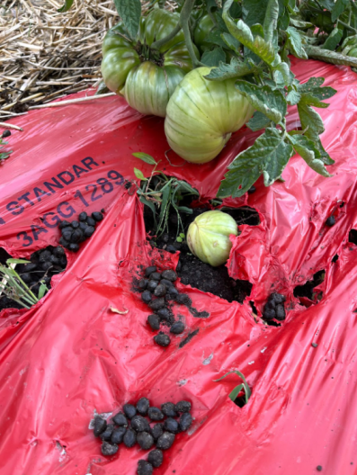 deer poop on plastic mulch next to tomato plants