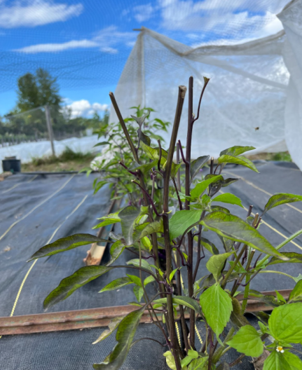 Photo above right: blossoms and leaves of pepper plants browsed by deer.