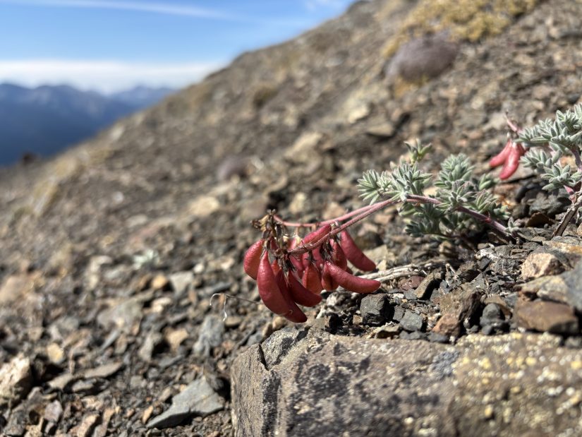A low-growing plant with bright red, pea-shaped fruits amidst a steep field of talus with mountains in the background.
