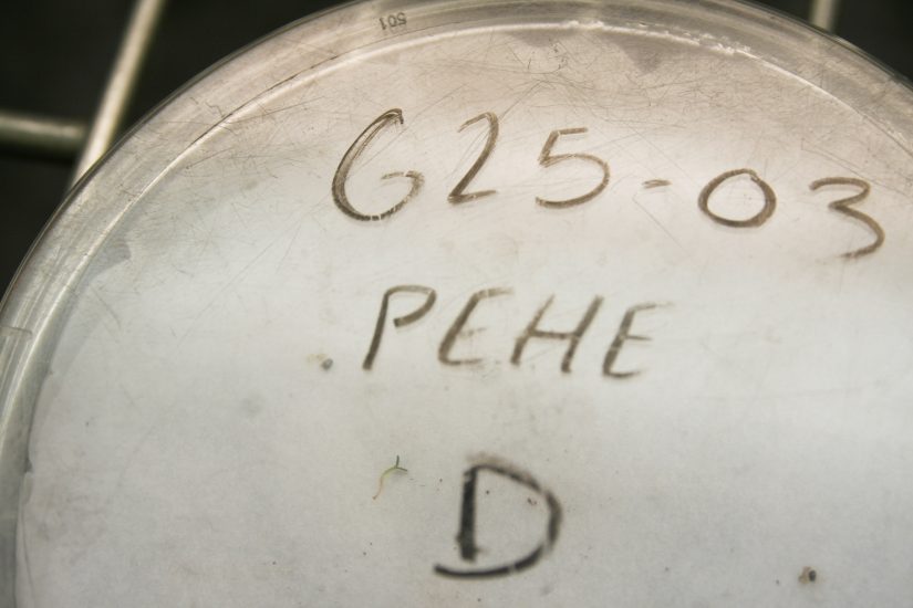 A small, clear plate holding filter paper with seeds and a germinant underneath a clear lid.