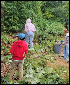 Interns participating in a service learning project to remove unwanted plants