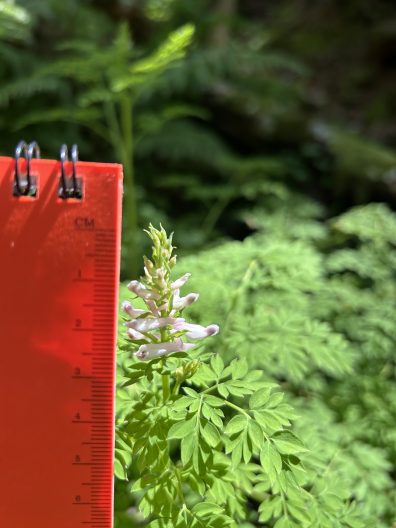 A plant with light pink flowers and many divided leaves, held up to a ruler. 