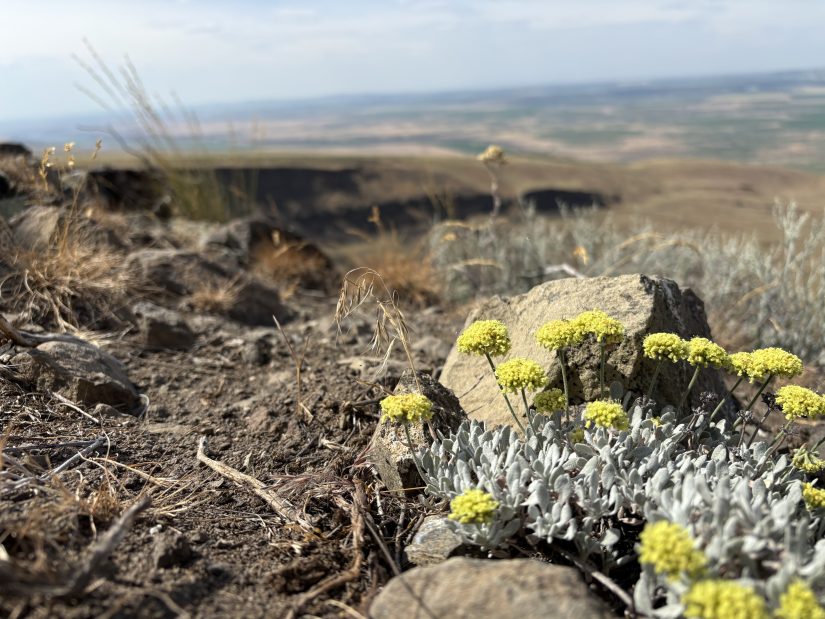 A cushion plant with blue-green leaves and vibrant yellow flowers growing on top of a cliff.