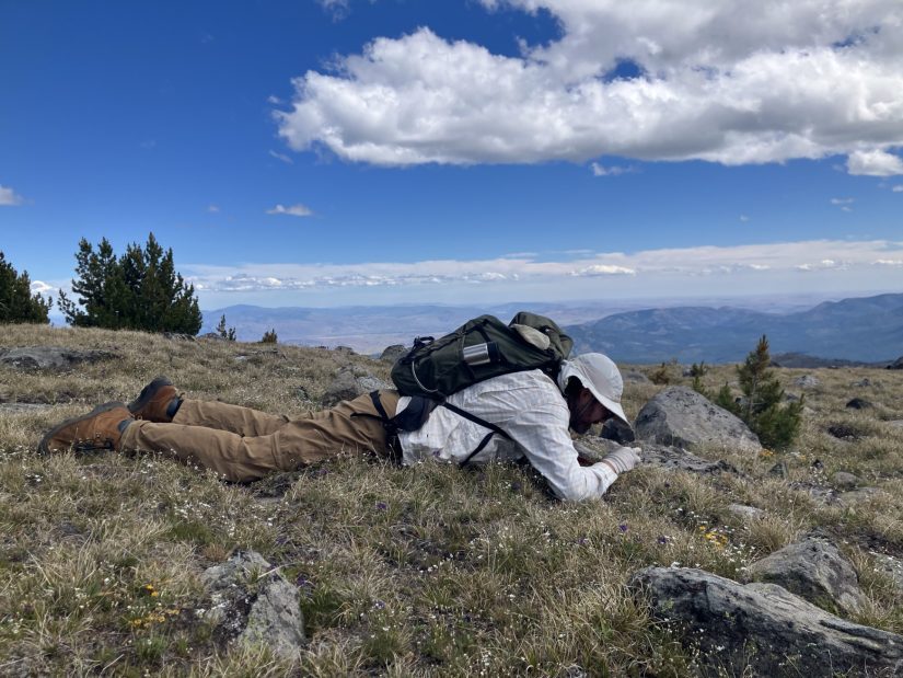 A man lying belly-down on the ground to observe a plant. 